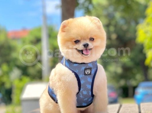 Show Kalite Teddy Bear 1.5 Yaşında Erkek görsel