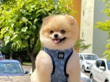 Show Kalite Teddy Bear 1.5 Yaşında Erkek