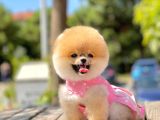 Show Kalite Teddy Bear Erkek Dişi 3 Aylık