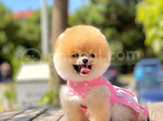 Show Kalite Teddy Bear Erkek Dişi 3 Aylık görsel
