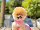 Show Kalite Teddy Bear Erkek Dişi 3 Aylık