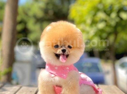 Show Kalite Teddy Bear Erkek Dişi 3 Aylık