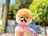 Show Kalite Teddy Bear Erkek Dişi 3 Aylık