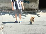 4 Aylik Uygun Yavru Pug