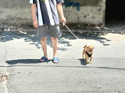 4 Aylik Uygun Yavru Pug görsel