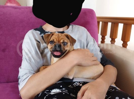 4 Aylik Uygun Yavru Pug