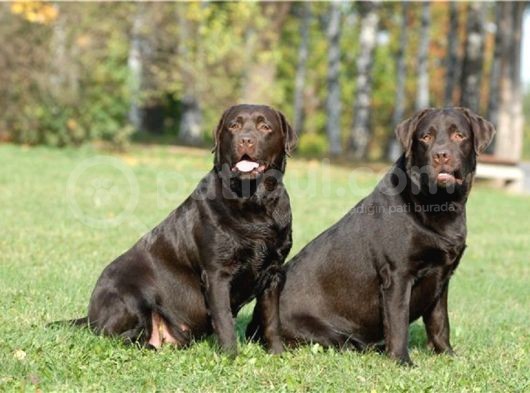 Labrador Yavrulari Mama Ve Malzeme Kampanyali görsel