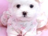 Korean Maltese Terri̇er Yavrulari Mama Ve Malzeme Kampanyali