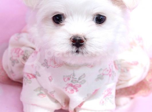 Korean Maltese Terri̇er Yavrulari Mama Ve Malzeme Kampanyali görsel