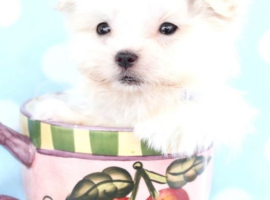 Korean Maltese Terri̇er Yavrulari Mama Ve Malzeme Kampanyali görsel