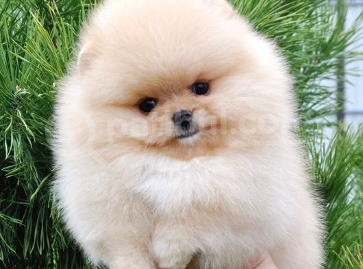 Irk Ve Sağlık Garantili Pomeranian Boo Yavrularımız