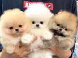 Ayı Surat Pomeranian Boo Yavrularımız