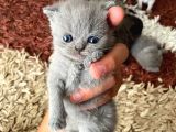 Aci̇l Yavru Kedi̇