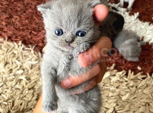 Aci̇l Yavru Kedi̇ görsel