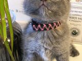 Muhteşem Güzellikte Scottish Fold Bebekler