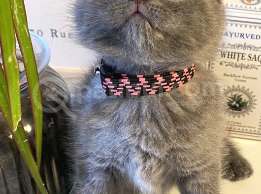 Muhteşem Güzellikte Scottish Fold Bebekler görsel