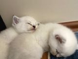 Safkan British Shorthair (Ns11 )