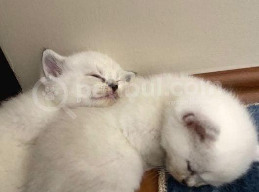 Safkan British Shorthair (Ns11 ) görsel