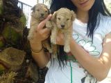 Maltipoo Yavrulari Mama Ve Malzeme Kampanyali