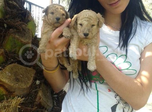 Maltipoo Yavrulari Mama Ve Malzeme Kampanyali görsel