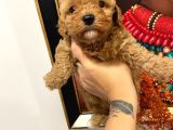 Sağlik Ve Irk Garanti̇li̇ Red Brown Toy Poodle