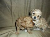 Maltipoo Yavrulari Mama Ve Malzeme Kampanyali