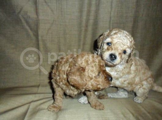 Maltipoo Yavrulari Mama Ve Malzeme Kampanyali görsel