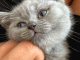 Aci̇l Yavru Kedi̇