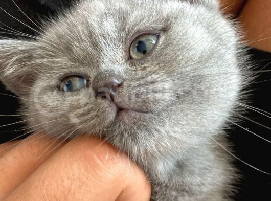 Aci̇l Yavru Kedi̇ görsel