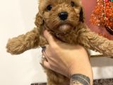 Sağlik Ve Irk Garanti̇li̇ Red Brown Toy Poodle
