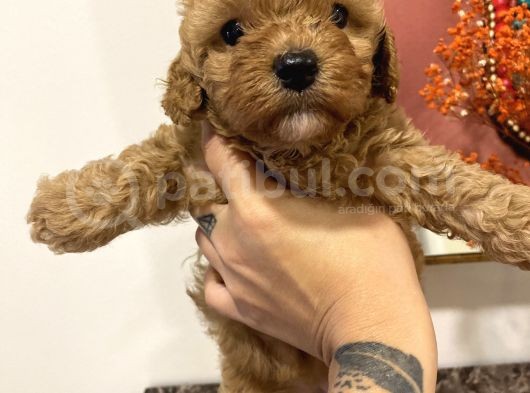 Sağlik Ve Irk Garanti̇li̇ Red Brown Toy Poodle görsel