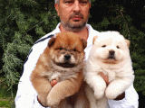 Chow Chow Yavrulari Mama Ve Malzeme Kampanyali