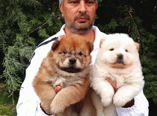 Chow Chow Yavrulari Mama Ve Malzeme Kampanyali