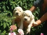 Golden Yavrulari Mama Ve Malzeme Kampanyali