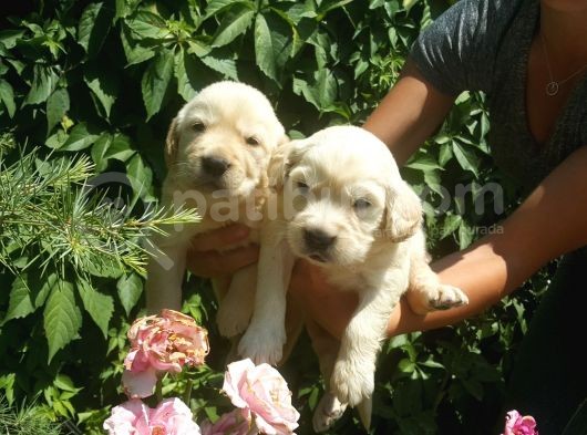 Golden Yavrulari Mama Ve Malzeme Kampanyali görsel