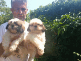 Shih Tzu Yavrulari Çi̇ftli̇kten