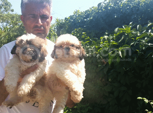 Shih Tzu Yavrulari Çi̇ftli̇kten görsel