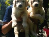 Golden Yavrulari Mama Ve Malzeme Kampanyali
