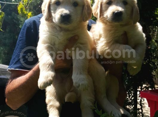 Golden Yavrulari Mama Ve Malzeme Kampanyali görsel