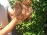 Maltipoo Yavrulari Mama Ve Malzeme Kampanyali