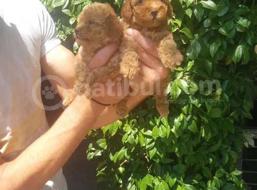 Maltipoo Yavrulari Mama Ve Malzeme Kampanyali görsel
