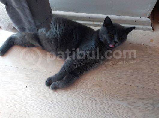 8 Aylık Dişi görsel