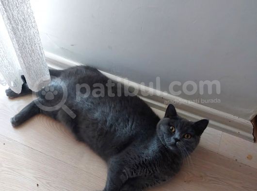 8 Aylık Dişi görsel