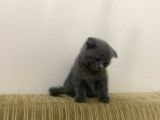 Yavru Scottish Fold