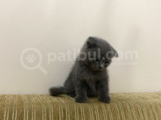 Yavru Scottish Fold görsel
