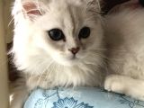 British Longhair Kedi