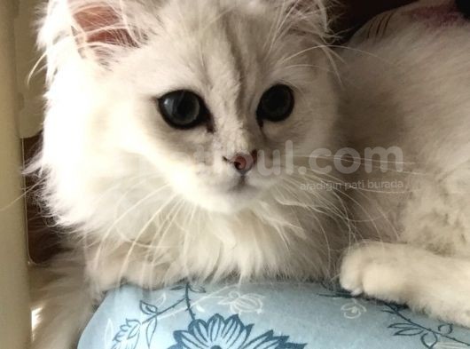 British Longhair Kedi