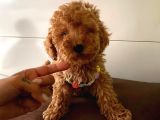Orjinal Toy Poodle