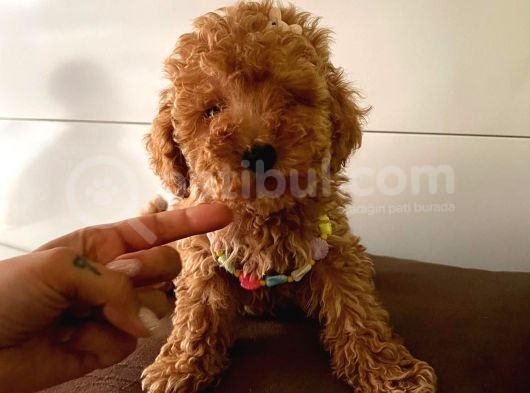 Orjinal Toy Poodle görsel