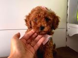 Muhteşem Toy Poodle Yavrulari